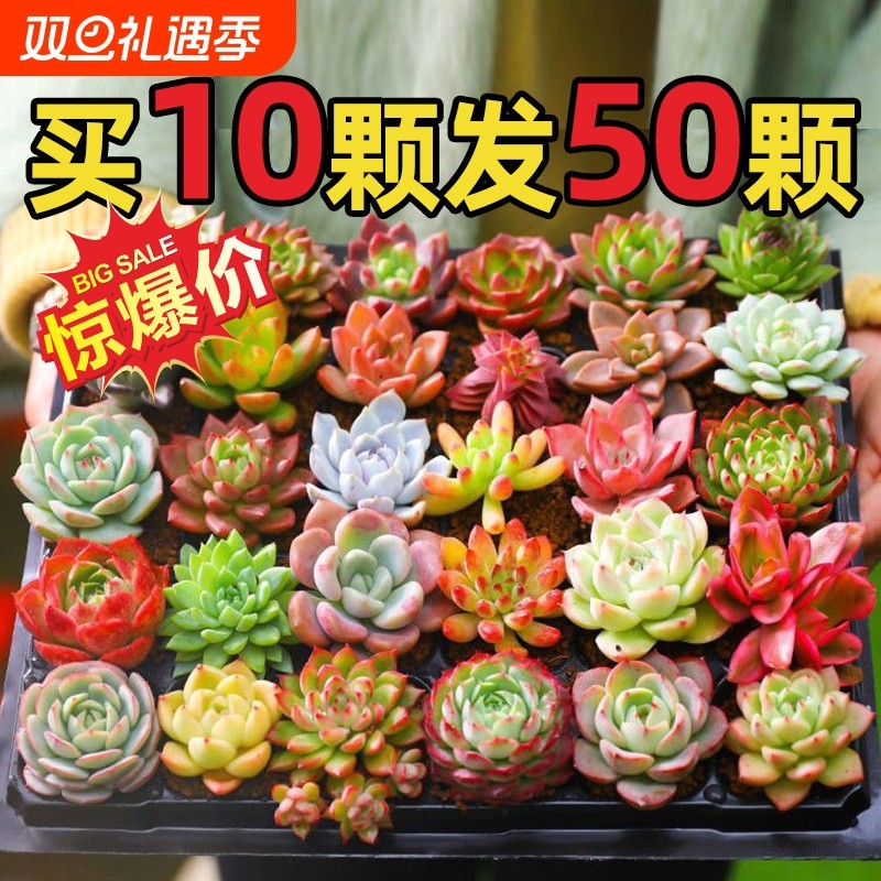 多肉植物室内小盆栽玉树高端多肉大颗株好养花卉绿植阳台品种带盆