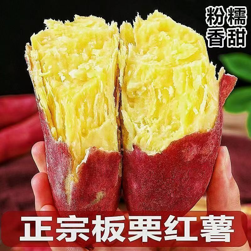 正宗板栗红薯3/5/9斤黄心地瓜新鲜香甜自种山芋番薯农家现挖红薯