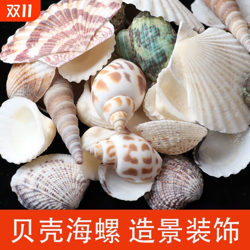 天然贝壳海螺鱼缸造景