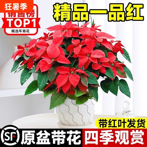 基地直销 新品特惠