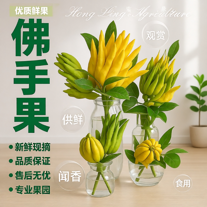 新鲜佛手果观赏闻香水培车载摆件天然香薰鲜果植物室内客厅办公桌