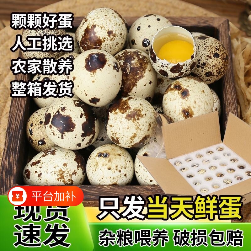 新鲜生鹌鹑蛋农家自产散养儿童营养辅食生鲜蛋丰富细腻整箱农场