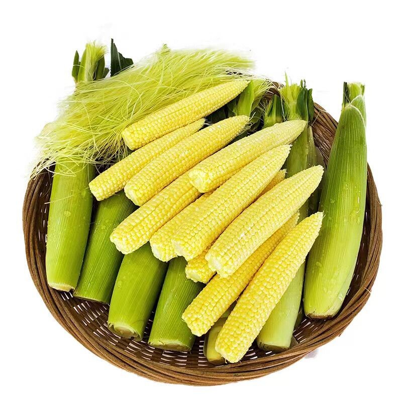 新鲜甜玉米笋迷你玉米芯图片