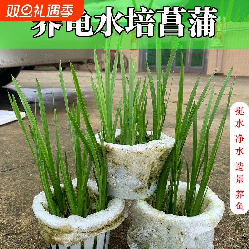 水培菖蒲臭菖蒲鱼池龟缸造景水草好养易活盆栽养龟绿植四季常青