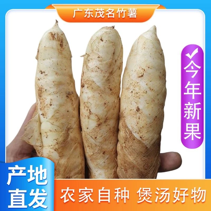 正宗竹薯新鲜竹根薯火锅煲汤食材竹芋冬粉薯凉粉薯农家现挖批发