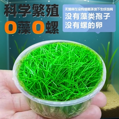 牛毛水草鱼缸造景|超4000次加购
