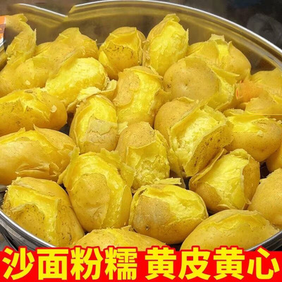 正宗洋芋高山种植沙面黄心土豆
