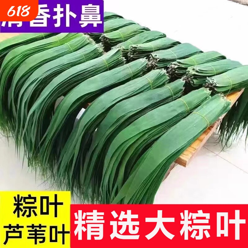 新鲜粽子叶芦苇叶粽叶农家现摘天然野生端午包粽子的皮芦柴叶