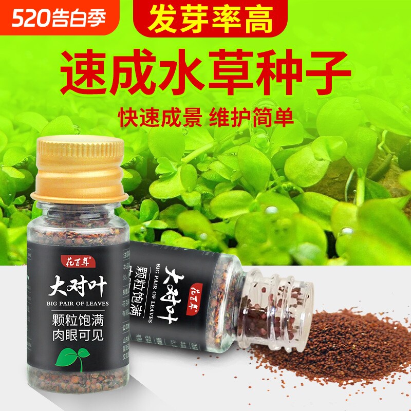 水草种子鱼缸造景套餐水草种孑植物种籽绿植前景养鱼鱼缸水底草坪