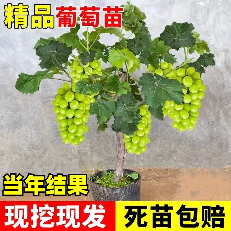 蓝宝石葡萄树苖阳光玫瑰盆栽耐寒南北方种植地栽庭院爬藤当年结果