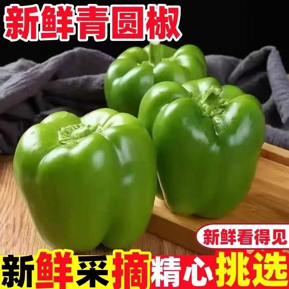 青圆椒厚肉脆甜灯笼椒不拉甜椒山东清甜不辣吃法多样新鲜现摘