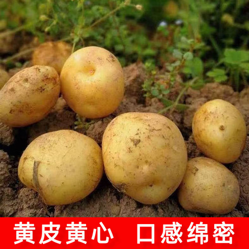黄皮黄心土豆新鲜蔬菜老品种面土豆农家鲜土豆马铃薯洋芋当季现挖
