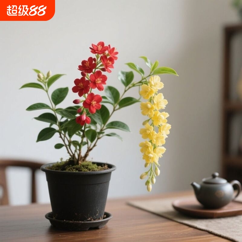 爆花机器小叶双色垂丝茉莉耐热花卉韩国花卉植室内