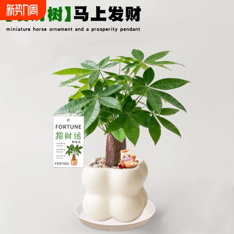 新款发财树盆栽净化空气桌面好养四季常青北欧解压室内懒人绿植