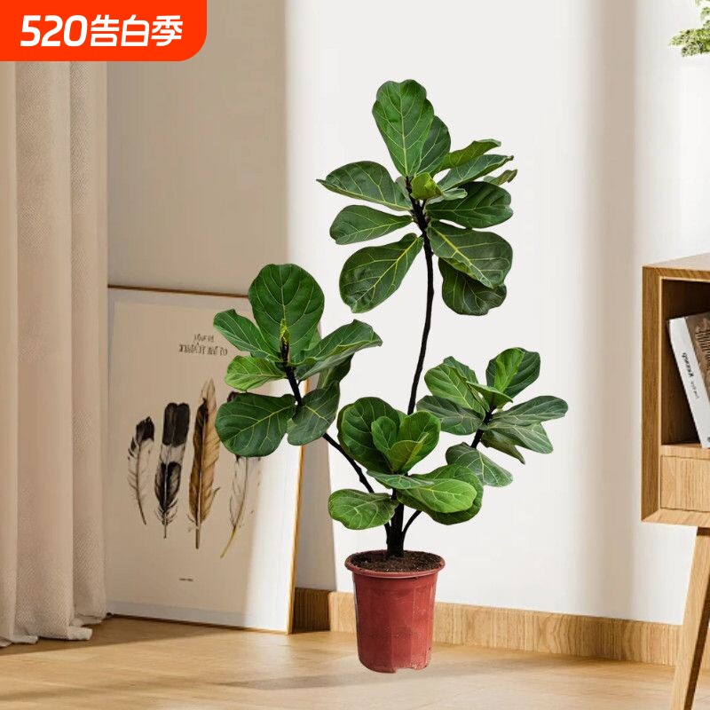 简约造型琴叶榕橡皮树盆栽室内客厅阳台大型绿植新中式网红植物