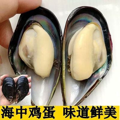 青口贝鲜活冷冻半壳贻贝无沙海鲜水产新鲜海虹淡菜贝类整箱批发
