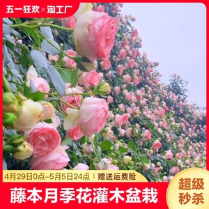 藤本月季花灌木月季盆栽特大1.6米花苗爬藤阳台蔷薇四季开花浓香