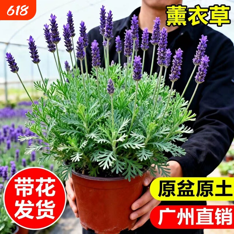 薰衣草盆栽室内驱蚊植物羽叶普罗旺斯花苗四季开花卉室外耐寒带花