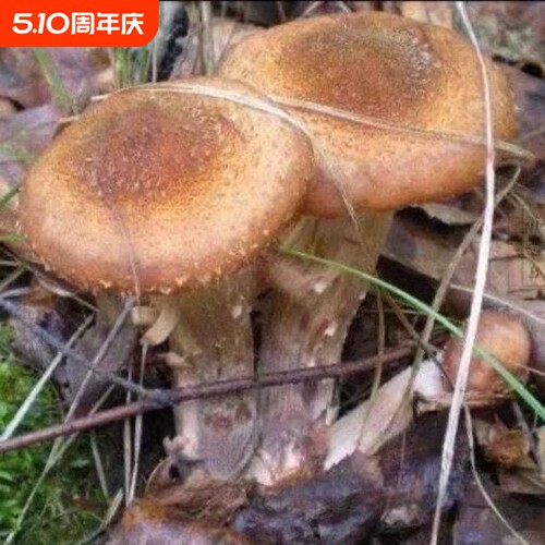 野生榛蘑菌种包家庭简单