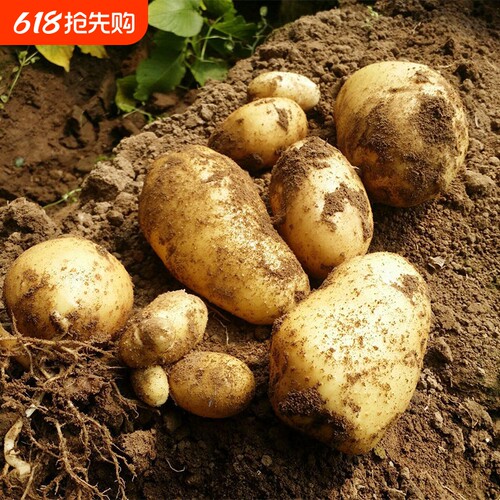 土豆新鲜蔬菜农家种植黄心土豆