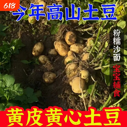 高山沙面黄心土豆当季