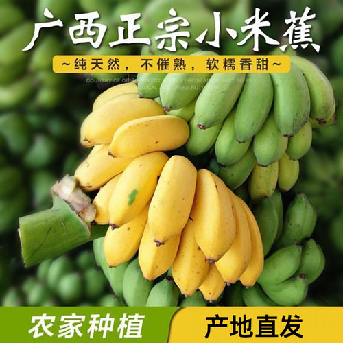 芭蕉小米蕉新鲜小香蕉甜焦孕妇儿童水果辅食营养美味优选自然熟