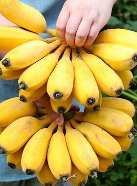 现摘广西小米蕉当季新鲜水果整箱自然熟3/5/9斤苹果香蕉粉蕉包邮