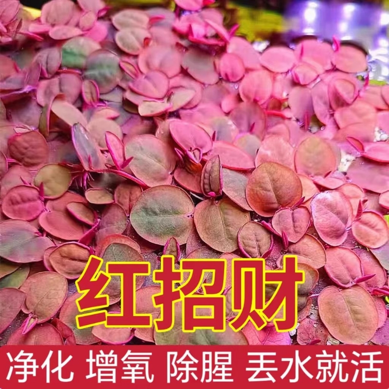红毛丹浮萍水浮莲水草植物池塘鱼缸造景养殖净化水质水培养殖造景