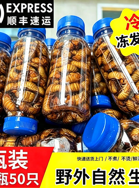 金蝉知了猴2026批发活体速冻知了鲜活蚕蝉蛹爬叉猴结了冷冻非熟食