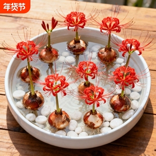 开花彼岸花曼珠沙华盆栽换锦石蒜花卉晚香玉水培室内客厅阳台室外