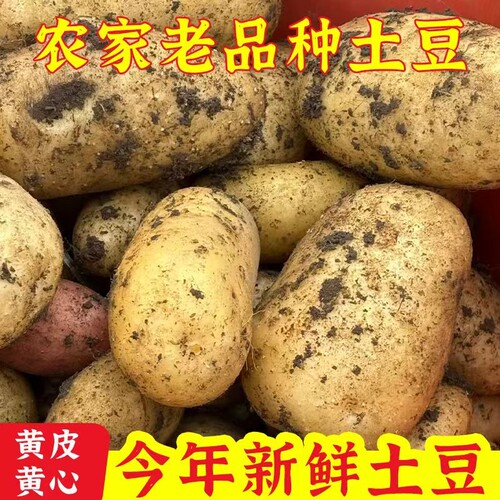贵州新鲜黄心土豆现挖