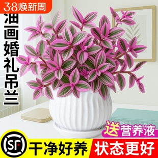 油画婚礼吊兰盆栽盆景室内花卉绿植多肉植物锦水培客厅冬季阳台