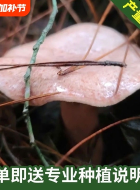 菌野生乌枞菌乌松菌松树菌室外种植花盆阳台四季可种菌包菌种用品