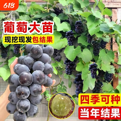 巨峰葡萄树苖阳光玫瑰果树果苗盆栽南北方耐寒四季种植院爬藤树苗