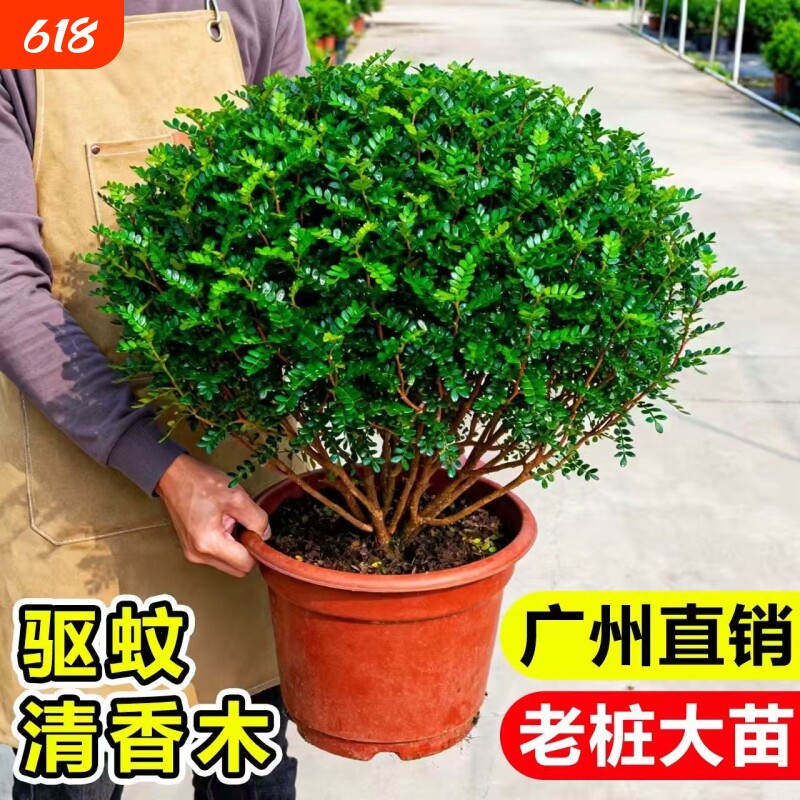 清香胡椒木盆栽花卉室内外薄荷驱蚊草植物树苗老桩盆景九里香绿植