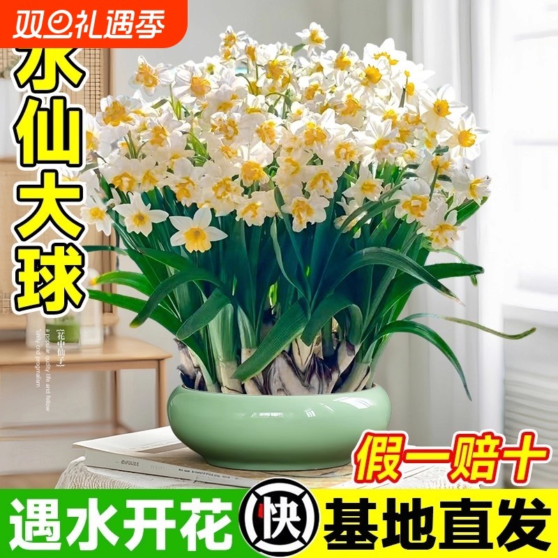漳州水仙花种球盆栽水养绿植花卉四季重瓣郁金香水培植物开花室内