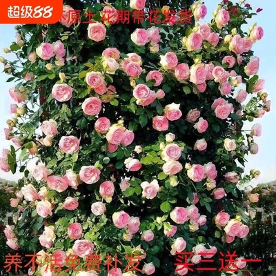 蔷薇花苗藤本月季大花爬藤绿植物四季开花卉阳台攀援玫瑰盆栽小苗