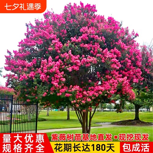 红紫薇树苗庭院花卉大苗植物