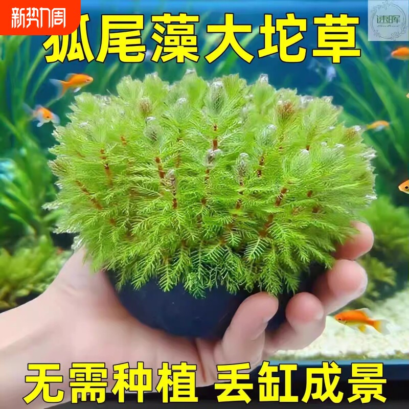 狐尾藻坨草水草鱼缸水草造景鱼草缸绿植活净水懒人养鱼中后景淡水