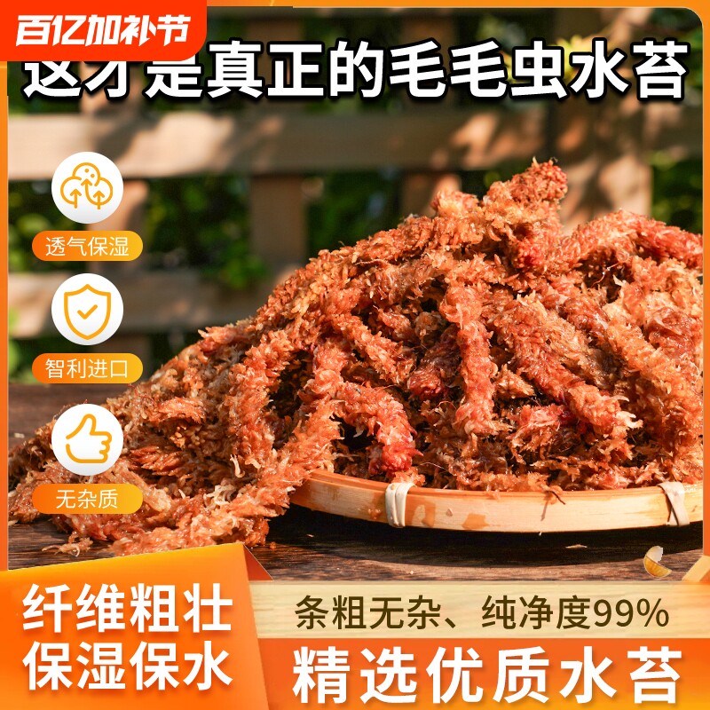 智利进口毛毛虫水苔七星干苔藓蝴蝶兰花专用土乌龟垫材混合植物