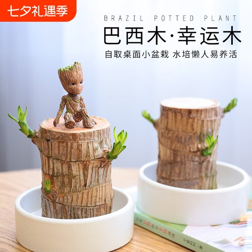 巴西木水养幸运木开花好养绿植室内水培懒人花植物盆栽