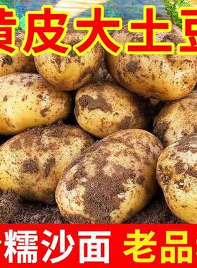 黄心土豆新鲜新土豆黄皮土豆批发价洋芋马铃薯黄肉土豆
