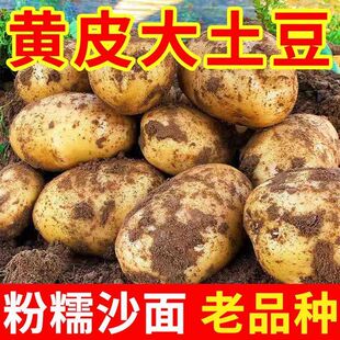 黄心土豆新鲜新土豆黄皮土豆批发价洋芋马铃薯黄肉土豆