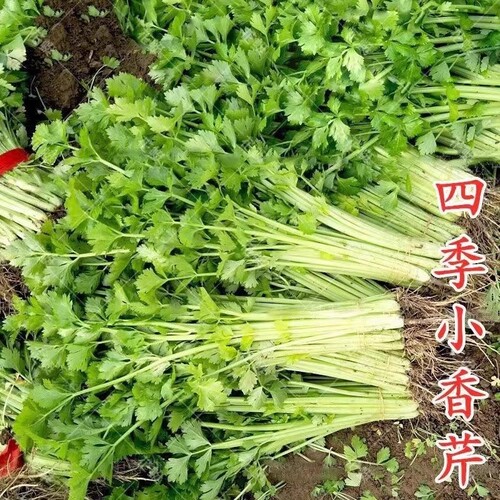 小香芹种子四季蔬菜阳台盆栽种植细种籽小香葱茼蒿芹菜白菜奶油