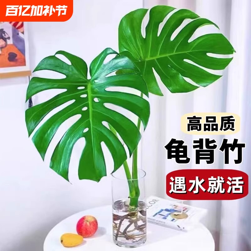 龟背竹盆栽水培老桩植物吸甲醛绿萝大叶富贵竹室内客厅绿植好养