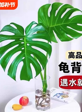 龟背竹水培盆栽老桩植物吸甲醛绿萝大叶富贵竹室内客厅绿植好养