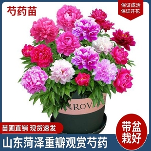 芍药花苗老桩牡丹重瓣大花夏特大苗庭院开花盆栽阳台室内花卉植物