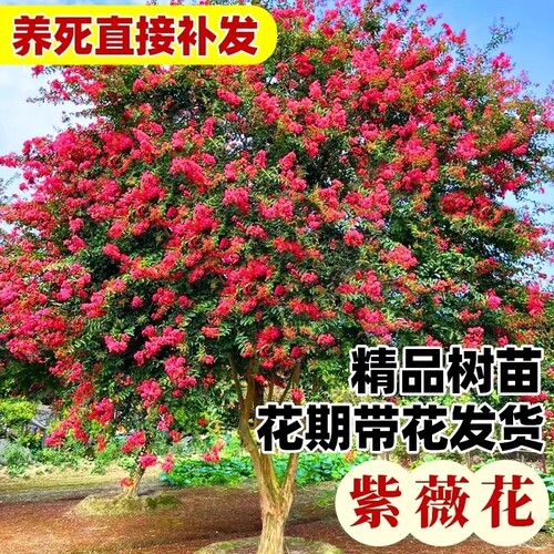 红花紫薇树苗绿化树盆栽四季花卉植物阳台室外庭院紫薇大苗百日红