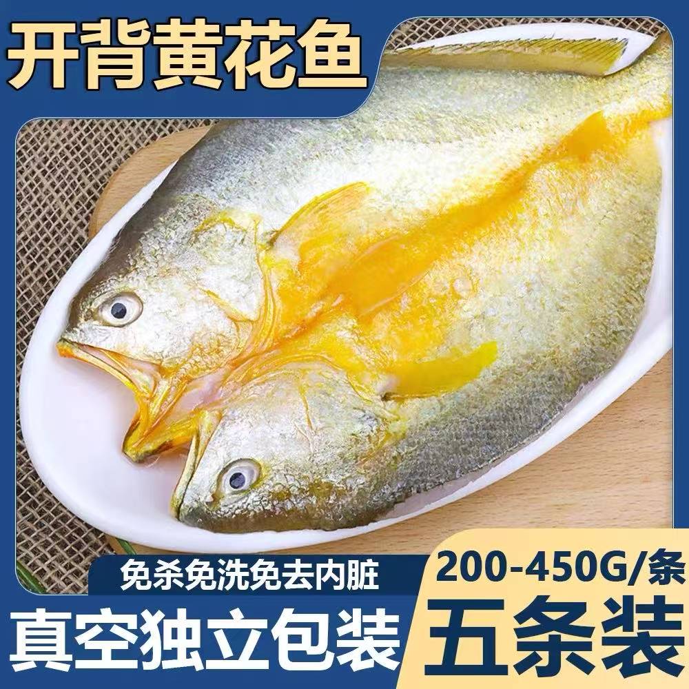 宁德黄鱼鲞霞浦黄花鱼开背黄鱼免杀免洗免处理生鲜海鲜活鱼制作