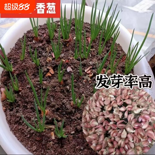 香葱头蔬果盆栽阳台四季小葱种红葱头蔬菜种孑籽家庭种植火葱头苗